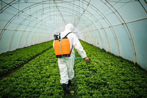Best Affordable Pest Control Services  in Rock Valley, IA
