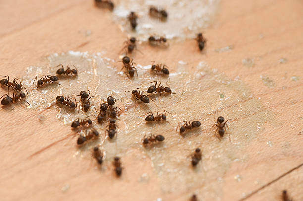 Best Emergency Pest Control  in Rock Valley, IA